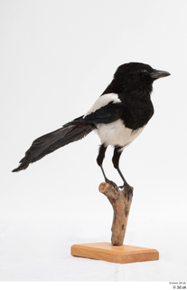 Common magpie Pica pica whole body 0003.jpg